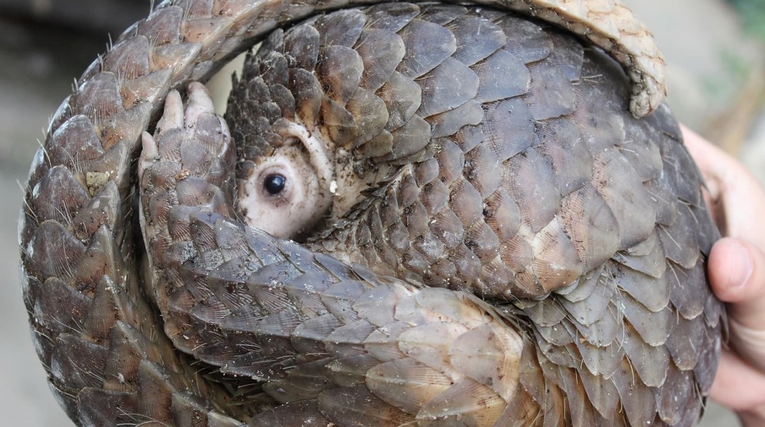 Ο παγκολίνος επανέρχεται – και μαζί του ο φόβος μιας νέας πανδημίας