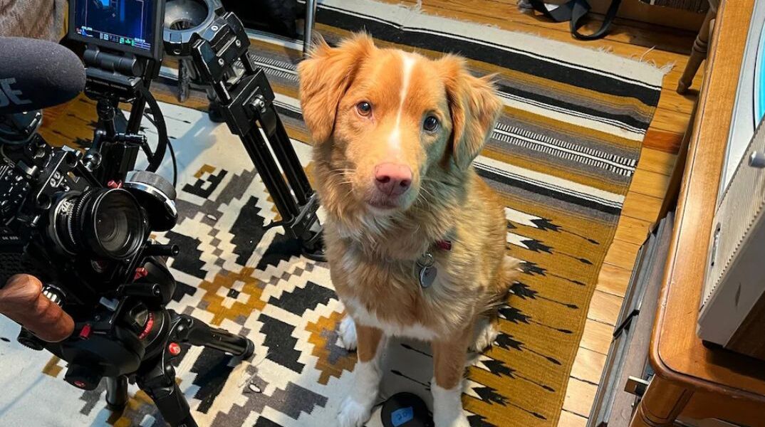 Ο Indy, το σκυλί που «έπαιξε» καλύτερα από τον Ίθαν Χοκ