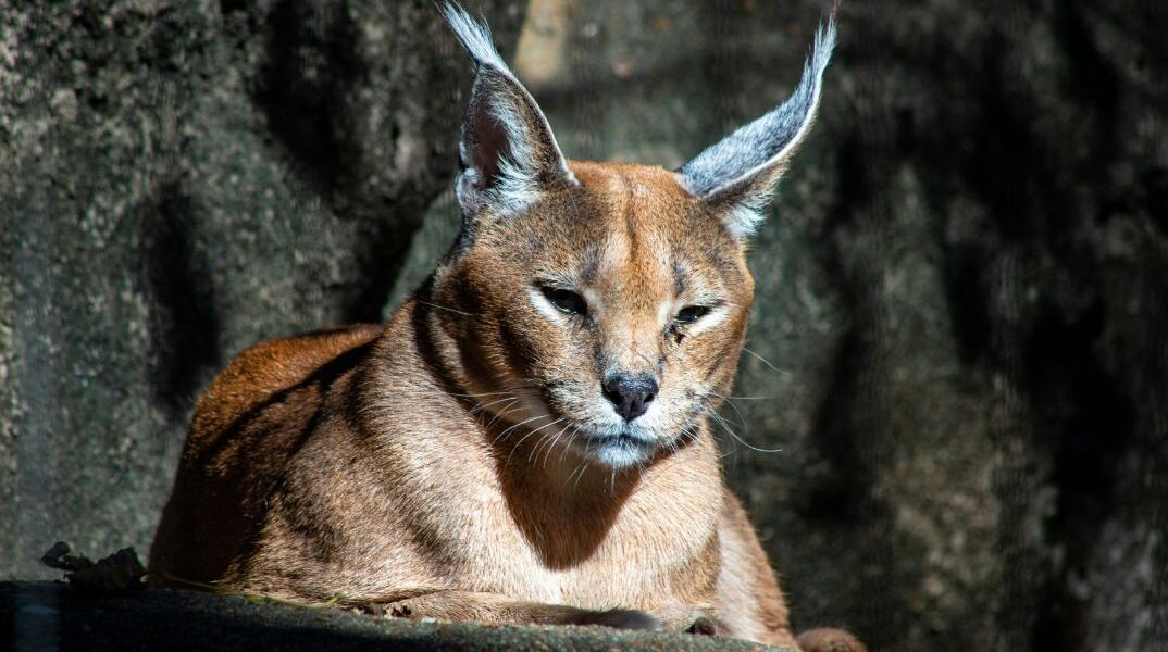 Παρίσι: Δυο σπάνια αιλουροειδή βρέθηκαν στο μπαλκόνι πολυκατοικίας 