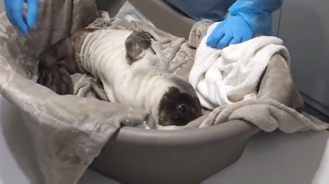 Διάσωση ετοιμοθάνατης φώκιας