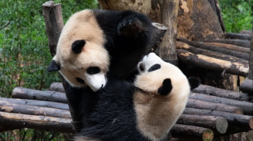 Η Ιαπωνία αποχαιρετά τα τελευταία της πάντα