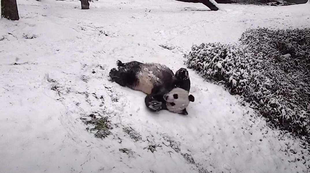 Χιόνια, τούμπες και… πάντα σε mode παιχνιδιού στον ζωολογικό κήπο της Ουάσιγκτον