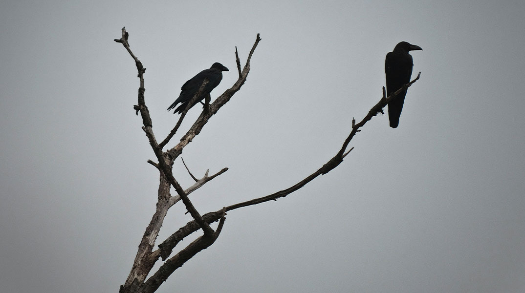 Ο Έντγκαρ Άλαν Πόε, το κοράκι και η επιμονή της θλίψης
