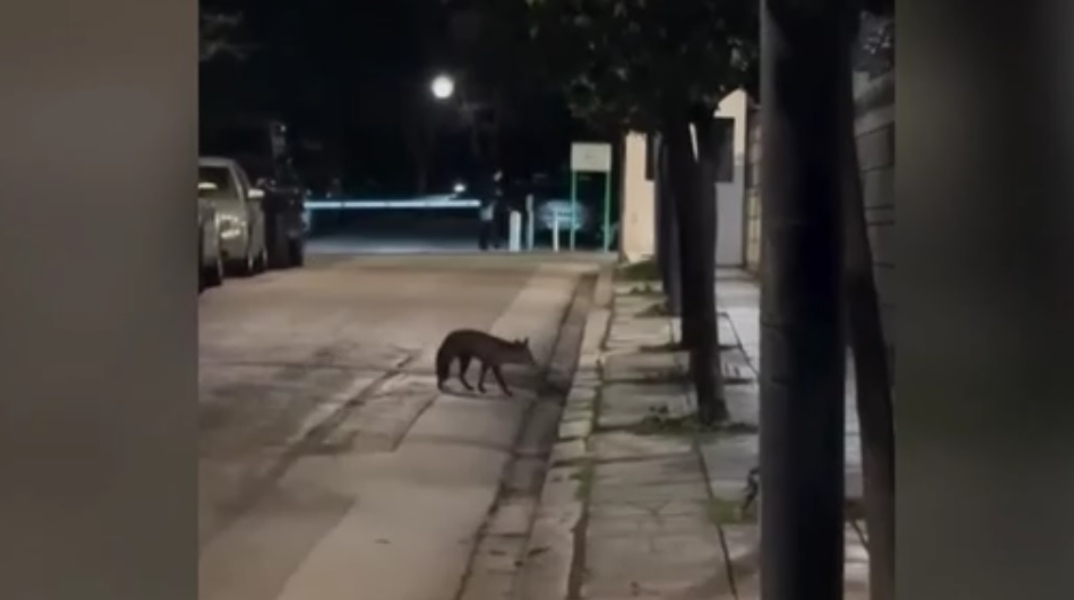 Αλεπού κατάφερε να «εισβάλλει» στο Μέγαρο Μαξίμου