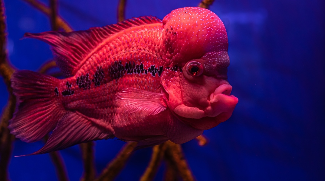 Αλλαγή φύλου στα ψάρια - Πώς συμβαίνει και γιατί μας αφορά;