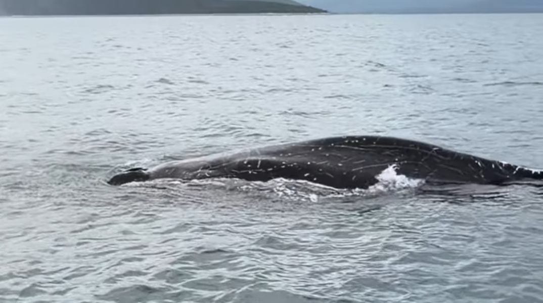 Φάλαινα εντοπίστηκε στον Παγασητικό