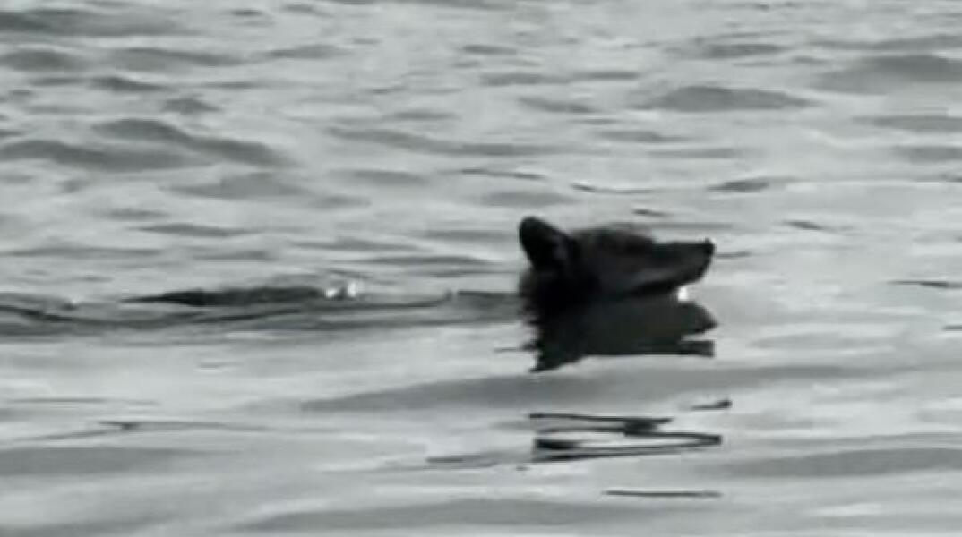 Κογιότ κολύμπησε από τη στεριά το Σαν Φρανσίσκο έως το Αλκατράζ 