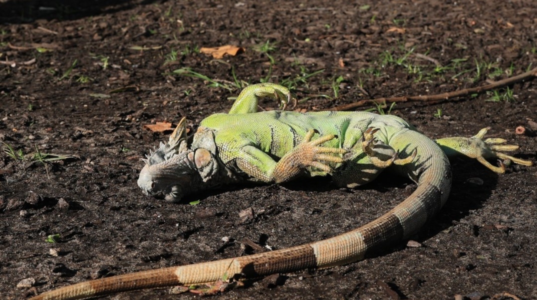 Παγωμένα ιγκουάνα πέφτουν από τα δέντρα