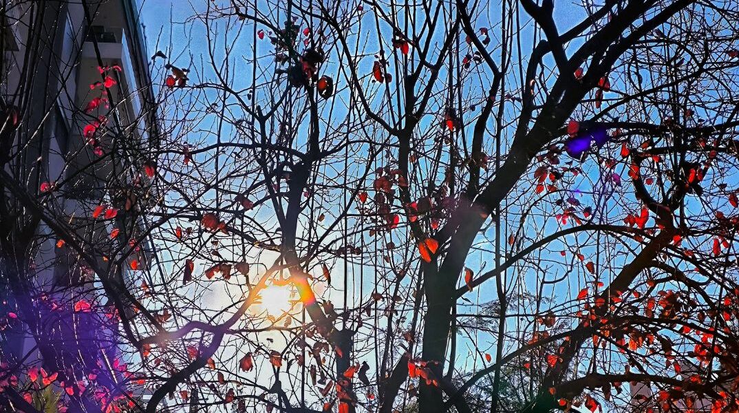 Τι απαντά ο Δήμος Αθηναίων στην A.V για τις κοπές δέντρων 