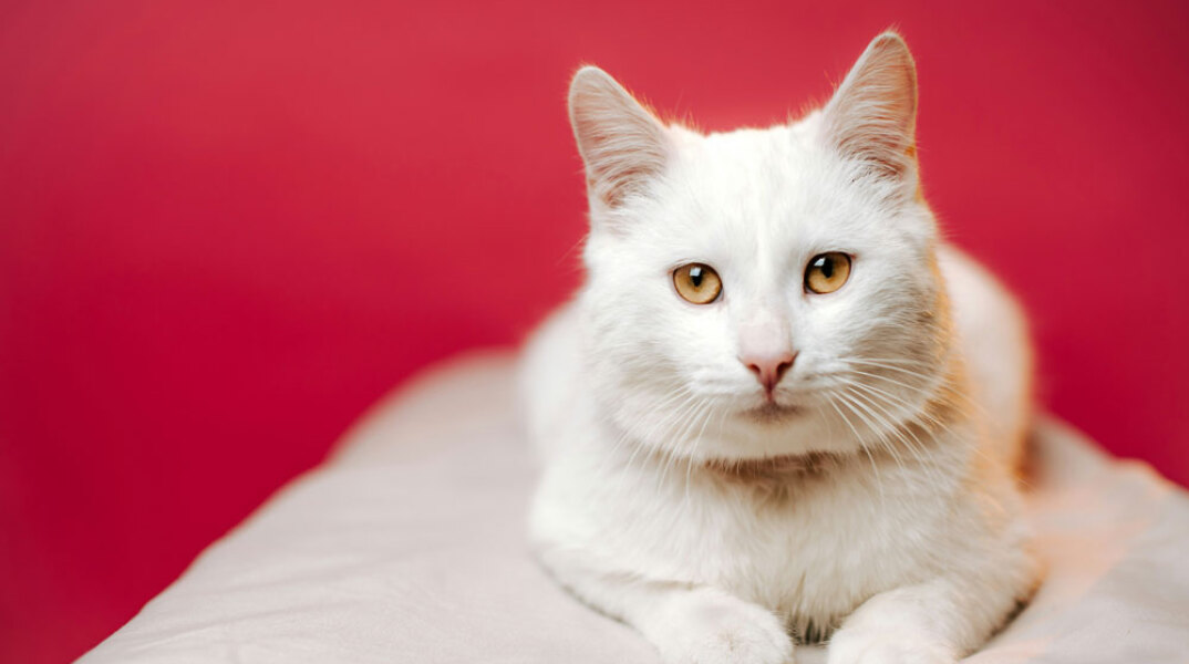 Γάτες και σκύλοι