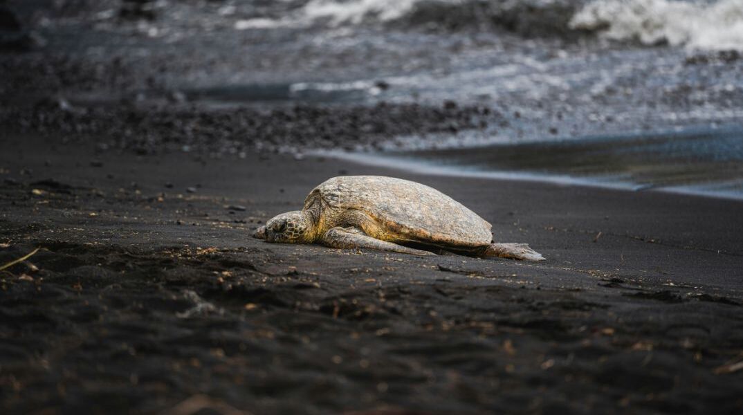 Το παράδοξο των χελωνών: Γιατί τα θηλυκά πέφτουν από γκρεμούς για να ξεφύγουν