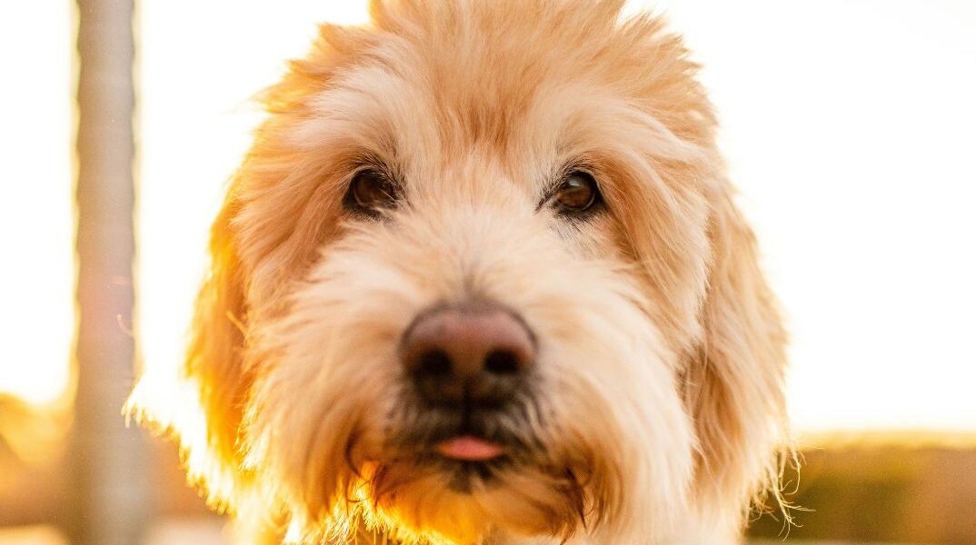 Σκύλος που εγκαταλείφθηκε σε γκισέ αεροδρομίου στο Λας Βέγκας υιοθετήθηκε από τον αστυνομικό 