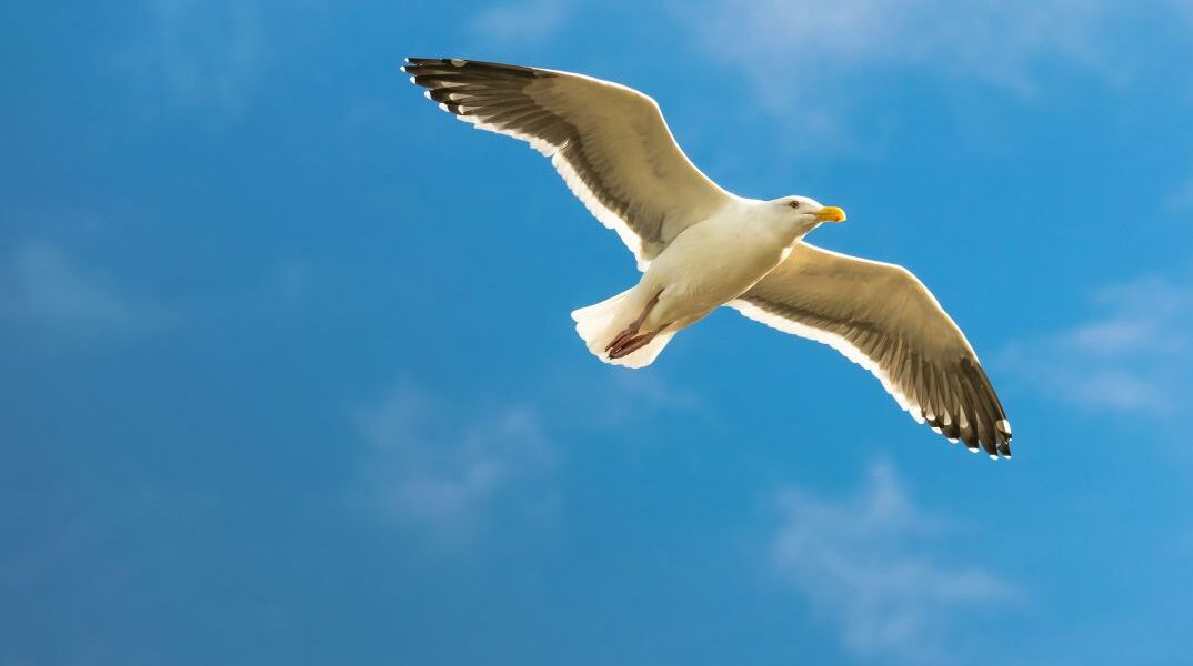 Ποδοσφαιριστής στην Τουρκία επανέφερε γλάρο με ΚΑΡΠΑ 