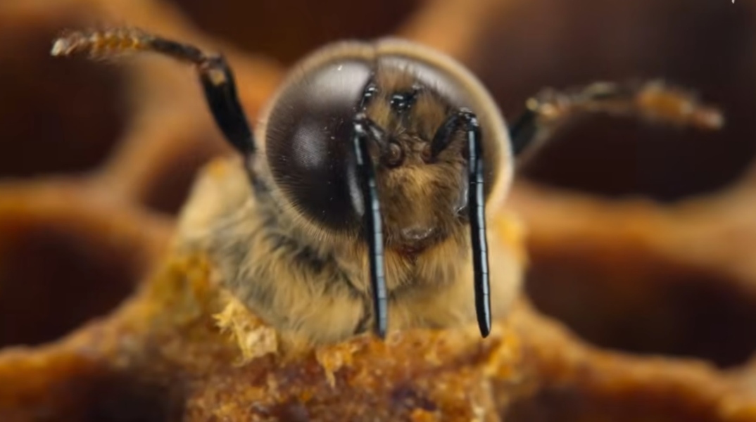 τρέιλερ για τη νέα σειρά «Secrets of the Bees», μελισσες