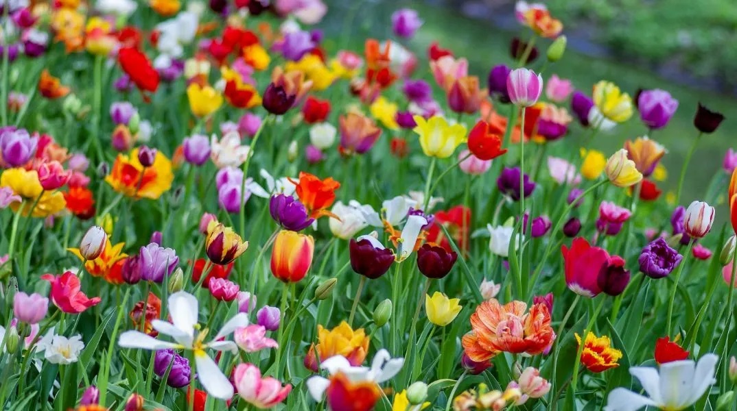 Εορτολόγιο: Σήμερα, 8 Μαρτίου 2026, γιορτάζει…