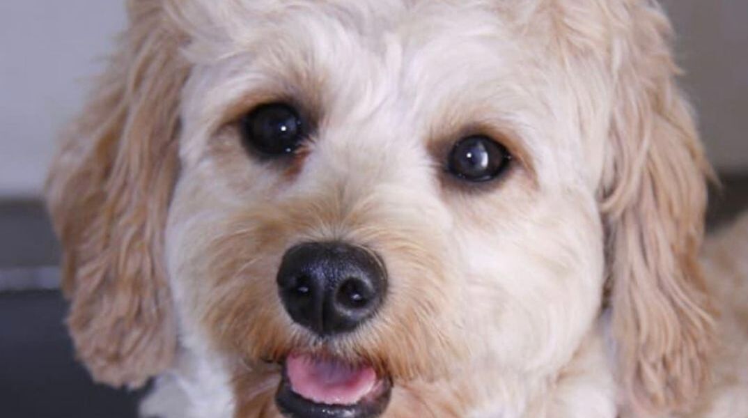 Σκύλοι και γάτες στους δρόμους καθώς ξένοι φεύγουν άρον άρον από το Ντουμπάι