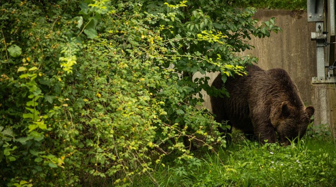 Αρκούδα σε αστική περιοχή