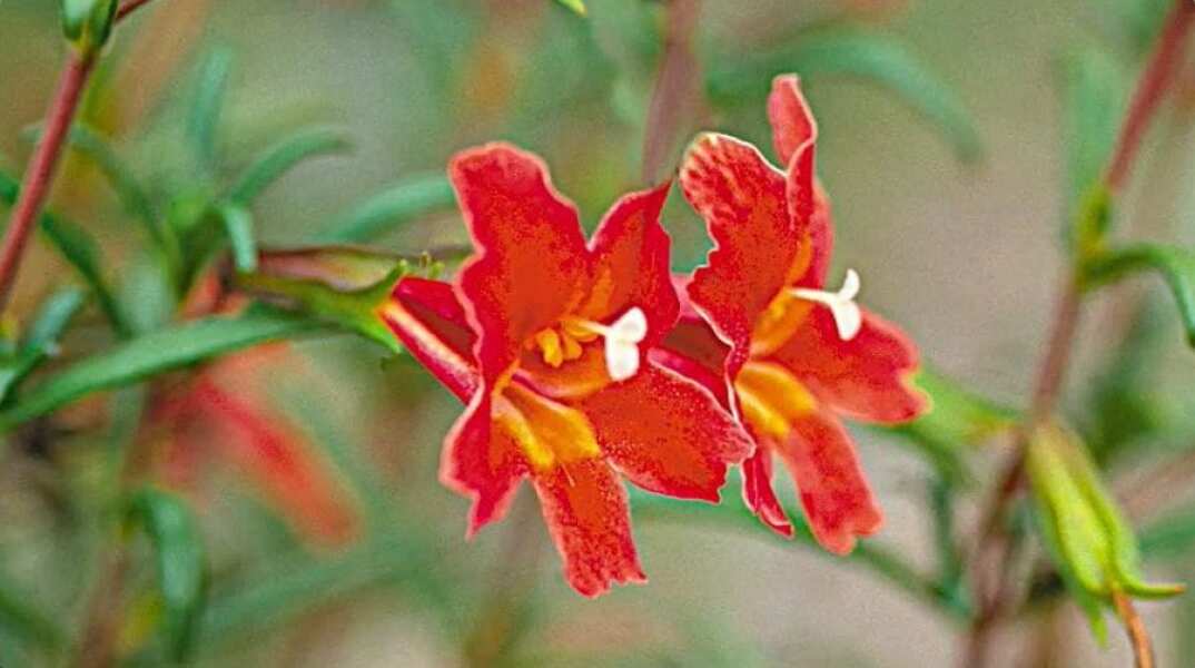 Το «scarlet monkeyflower» εξελίχθηκε για να αντέξει την κλιματική αλλαγή 