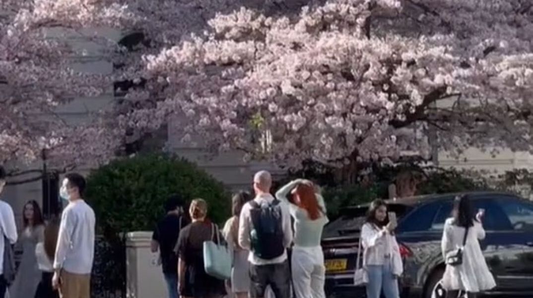 Notting Hill: Οι influencers «πολιορκούν» τις κερασιές και οι κάτοικοι αγανακτούν