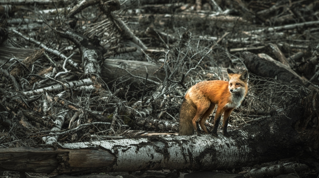 Τσερνόμπιλ: 5 απόκοσμα πράγματα που συμβαίνουν στη φύση 40 χρόνια μετά