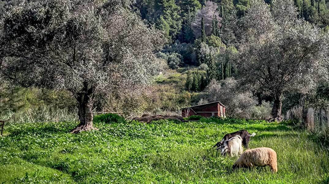 Πρόβατα και αρνιά στη Λέσβο βόσκουν στην εξοχή