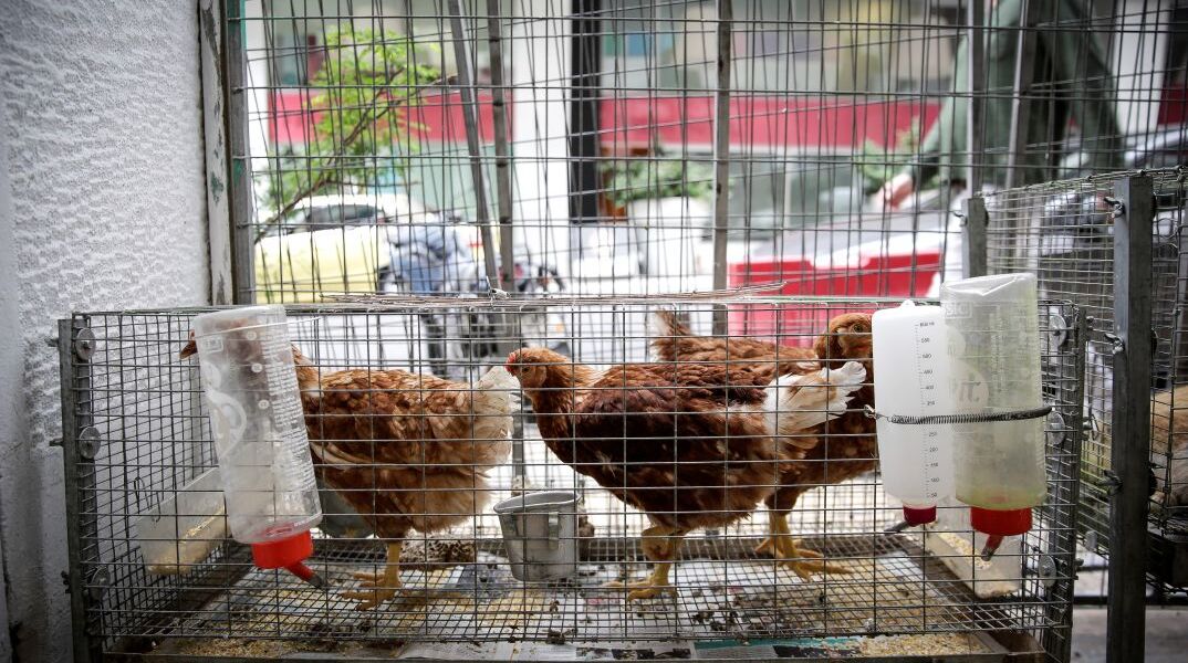 Κότες σε κατάστημα της Αθήνας