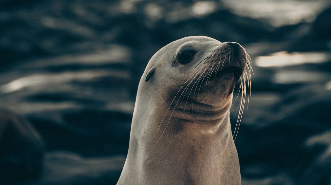 Η φώκια με το πλαστικό παπάκι που έγινε viral στη Βοστώνη