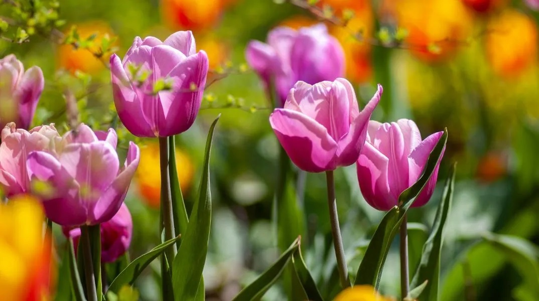 Εορτολόγιο: Σήμερα 3 Απριλίου 2026 γιορτάζει...