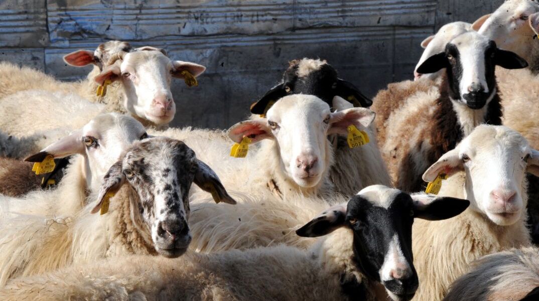 Αμνοερίφια