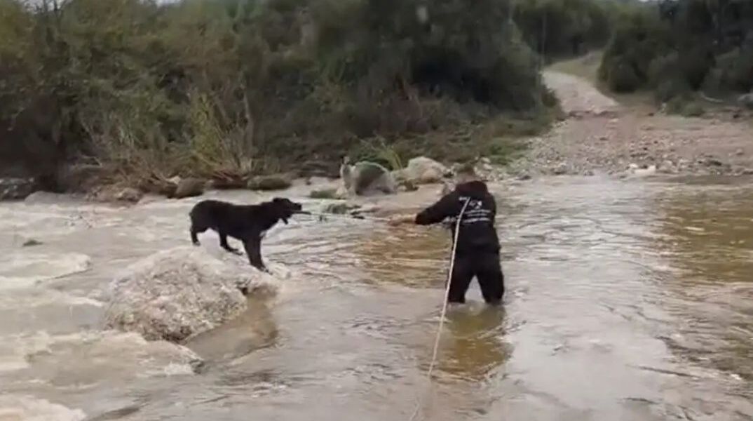 Eπιχείριση διάσωσης δύο τσομπανόσκυλων που είχαν εγκλωβιστεί σε ποταμό στη Χαλκιδική