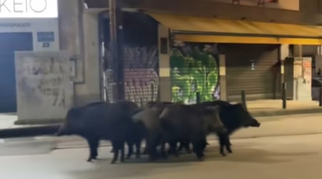 Αγριογούρουνα βολτάρουν στο κέντρο της Θεσσαλονίκης κοντά σε σταθμό του Μετρό