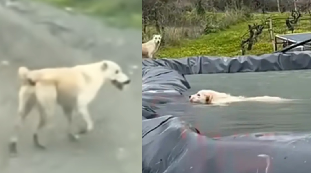 Απίστευτη διάσωση στο Ηράκλειο: Σκυλίτσα ζήτησε βοήθεια για το κουτάβι της