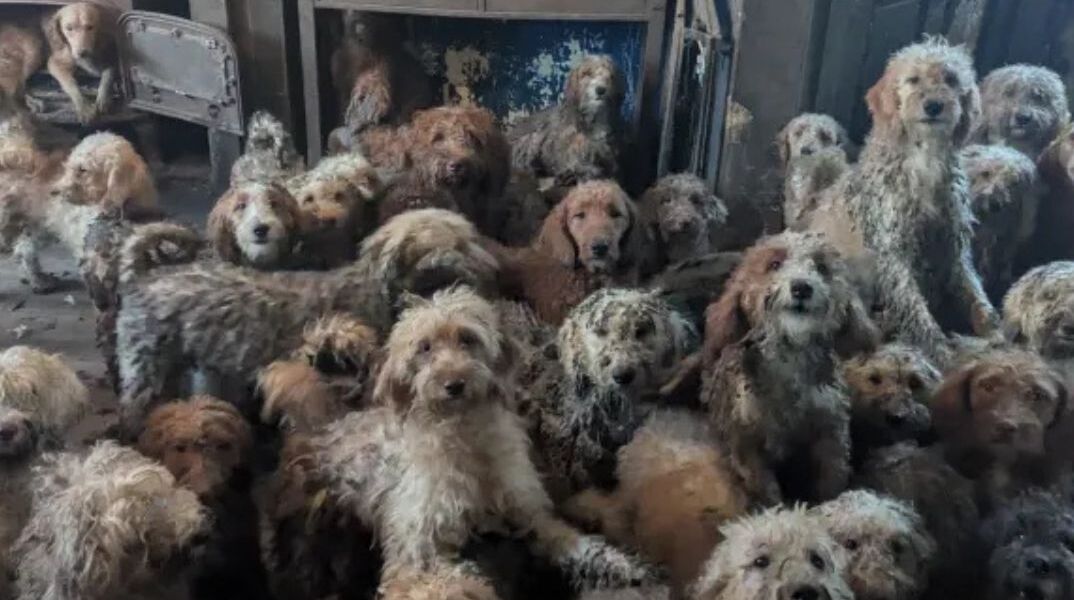 Σοκ στη Βρετανία: Πάνω από 250 σκυλιά στοιβαγμένα σε ένα σπίτι