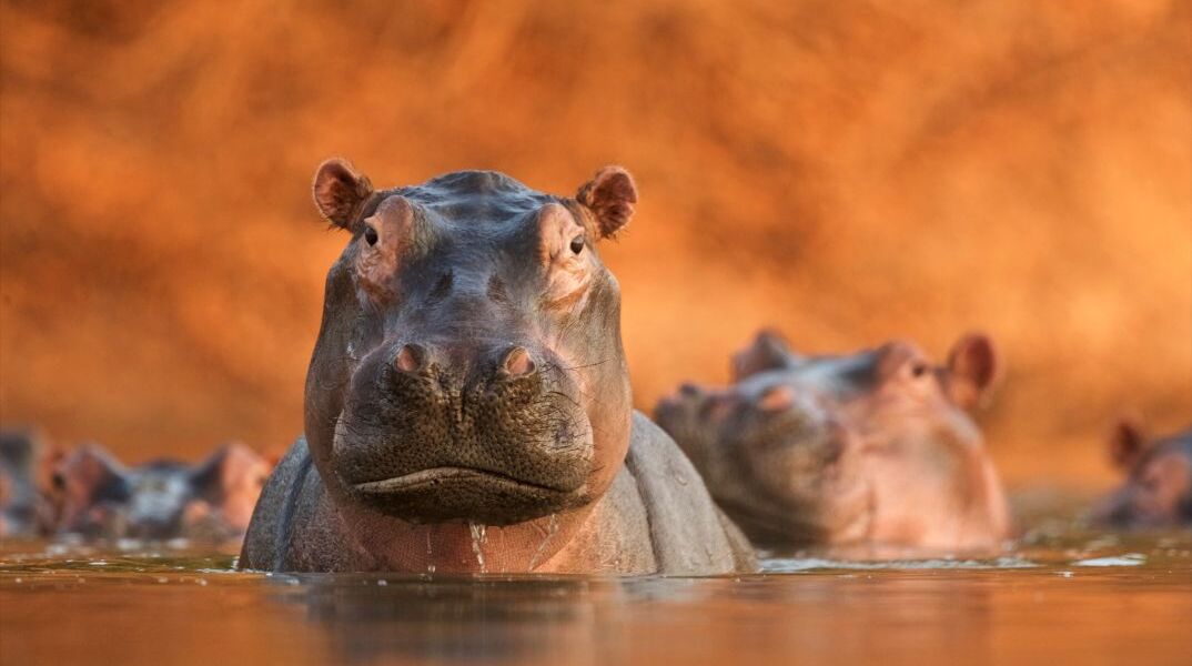 Ιπποπόταμοι 
