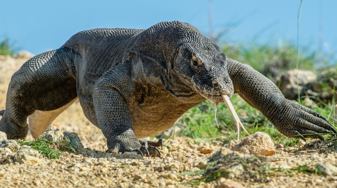 Ινδονησία: Έξι άνθρωποι συνελήφθησαν για διακίνηση Δράκων του Κομόντο	