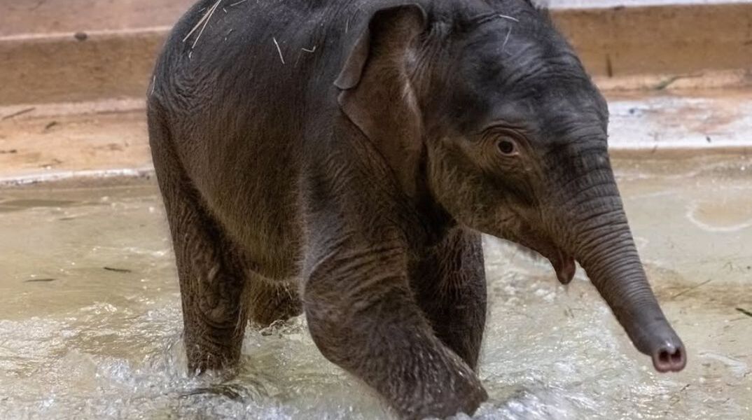 Περίπτωση Punch: Ελεφαντάκι απορρίφθηκε από τη μητέρα του αλλά βρήκε θαλπωρή
