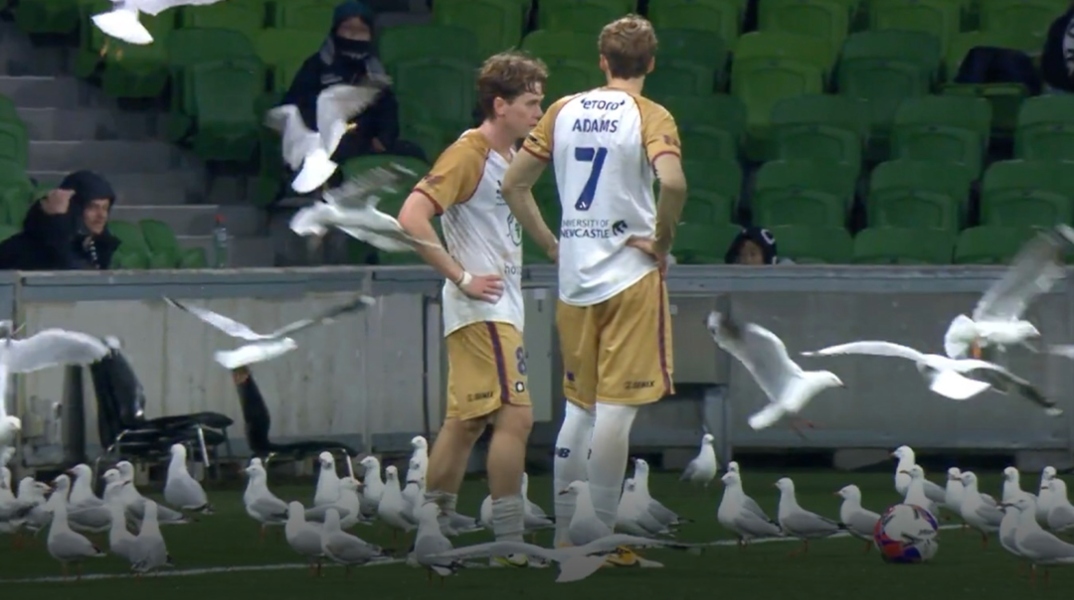 Εισβολή γλάρων σε ποδοσφαιρικό παιχνίδι στην Αυστραλία προκαλεί χάος - Βίνεο