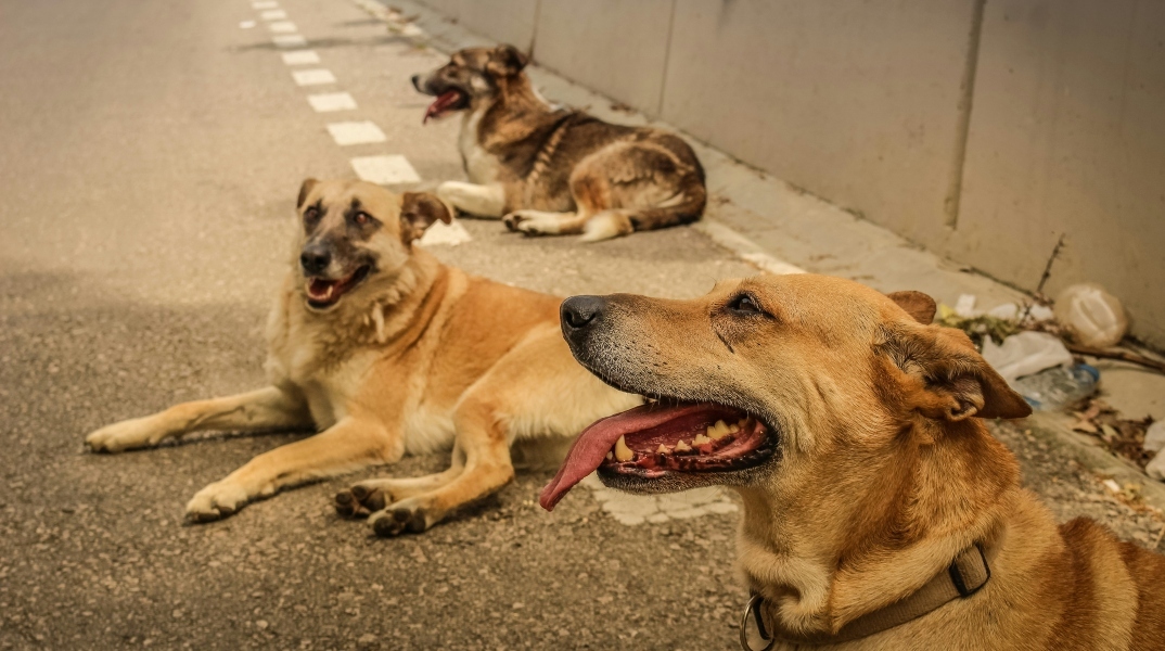 Βαρβαρότητα στη Χαλκιδική: Είκοσι ένα σκυλιά θανατώθηκαν με δηλητηριασμένα δολώματα