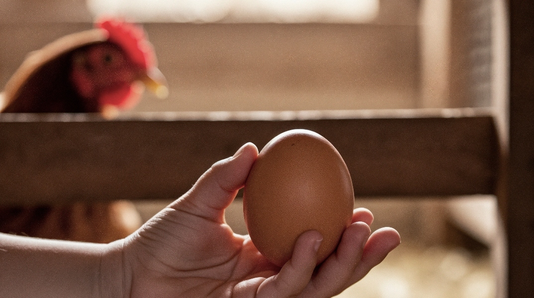 Viral βίντεο με κότα που γεννάει αυγό, μάς κάνει να βλέπουμε το πρωινό μας με άλλο μάτι