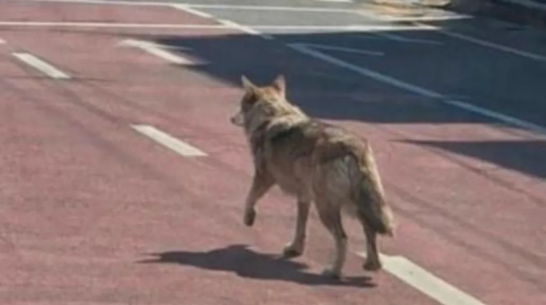 Νότια Κορέα: Συνελήφθη άνδρας επειδή δημοσίευσε φωτογραφία ΑΙ με δήθεν δραπέτη λύκο