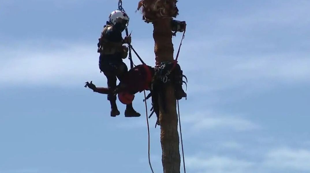 Θρίλερ στην Καλιφόρνια: Εργάτης σώθηκε με ελικόπτερο από φοίνικα 23 μέτρων