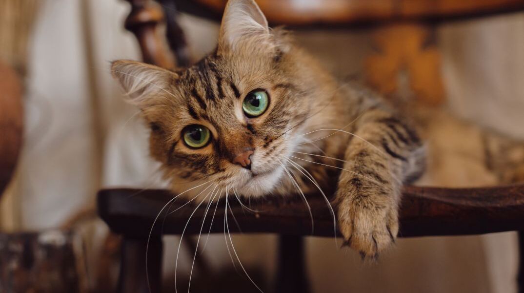 Οικόσιτη γάτα