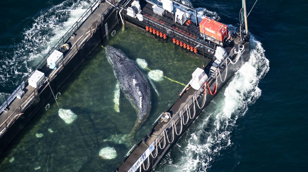 Η φάλαινα «Timmy» στο δρόμΗ φάλαινα «Timmy» στο δρόμο για τη Βόρεια Θάλασσα - Ξεκίνησε το ταξίδι προς την ελευθερίαο για τη Βόρεια Θάλασσα - Ξεκίνησε το ταξίδι προς την ελευθερία