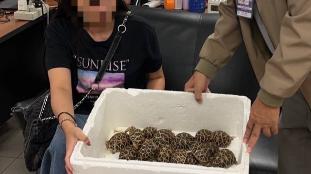 Νεαρή Ταϊβανέζα συνελήφθη στο αεροδρόμιο της Μπανγκόκ με 30 σπάνιες χελώνες στα ρούχα της	