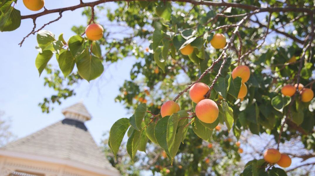 Κατάρρευση της Del Monte: Αγρότες στην Καλιφόρνια ξεριζώνουν 420.000 ροδακινιές