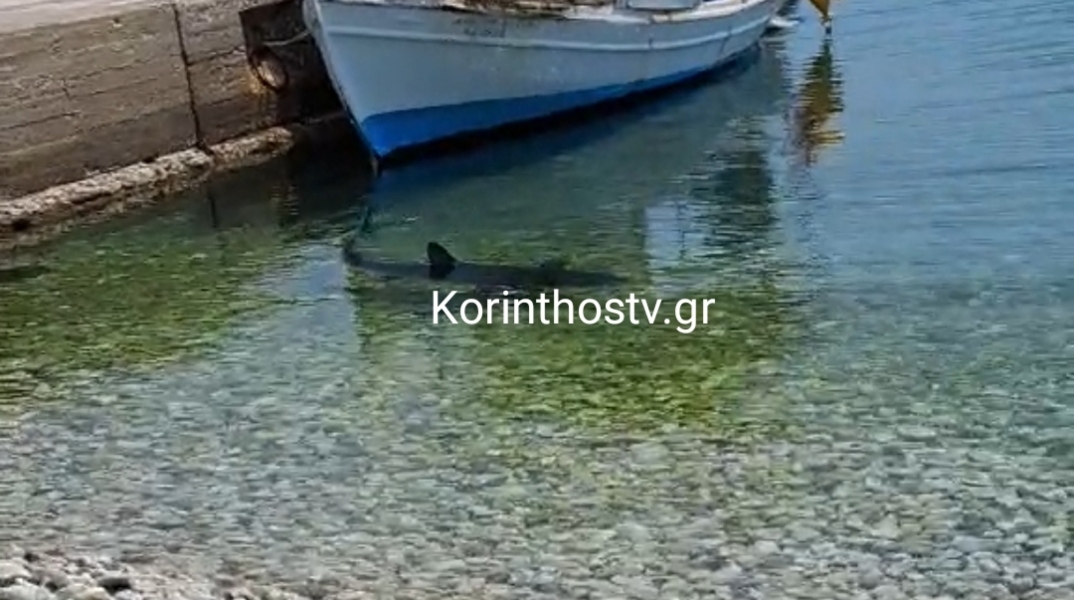 Κόρινθος: Καρχαρίας εντοπίστηκε στα Λουτρά Ωραίας Ελένης κοντά στην ακτή - Βίντεο