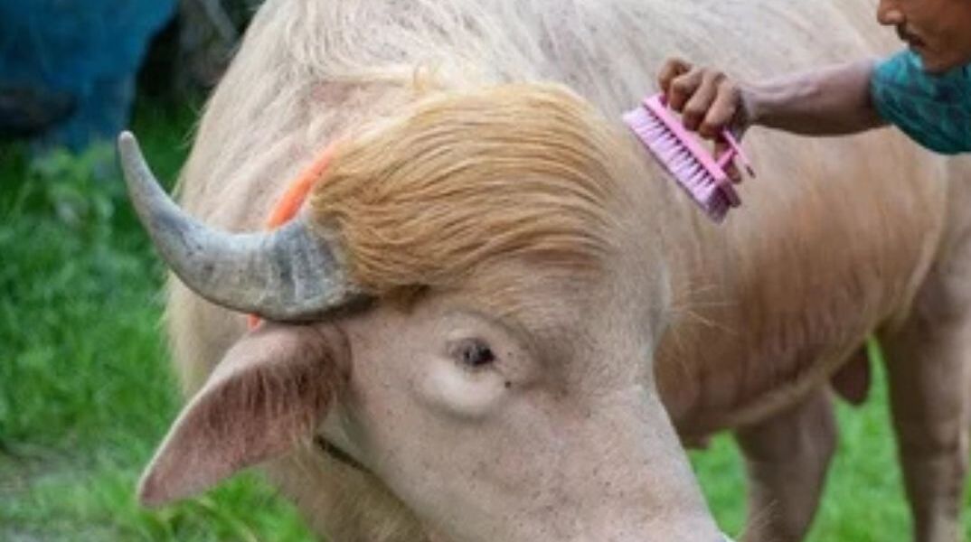 Ο βούβαλος «Ντόναλντ Τραμπ» γλίτωσε τον χασάπη λόγω viral φήμης