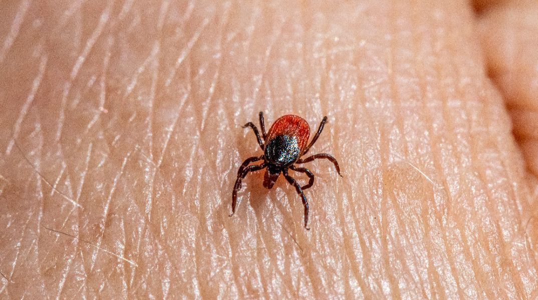 Συναγερμός στις ΗΠΑ: Θανατηφόρος ιός από τσιμπούρια σε έξαρση - Τι προειδοποιούν οι ειδικοί
