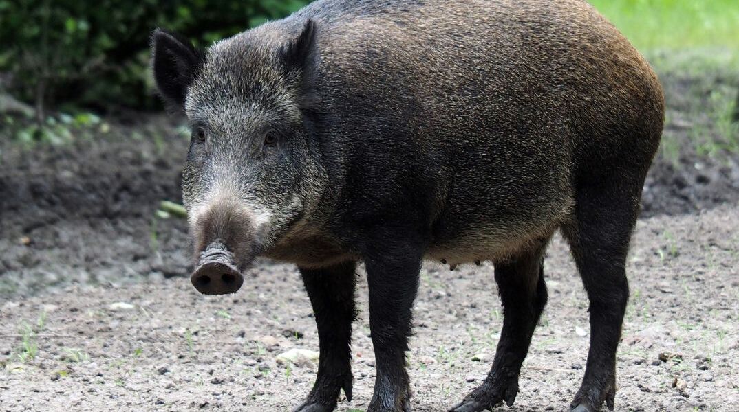 Πανικός στην Ιαπωνία από αγριογούρουνο που τραυμάτισε τέσσερα άτομα