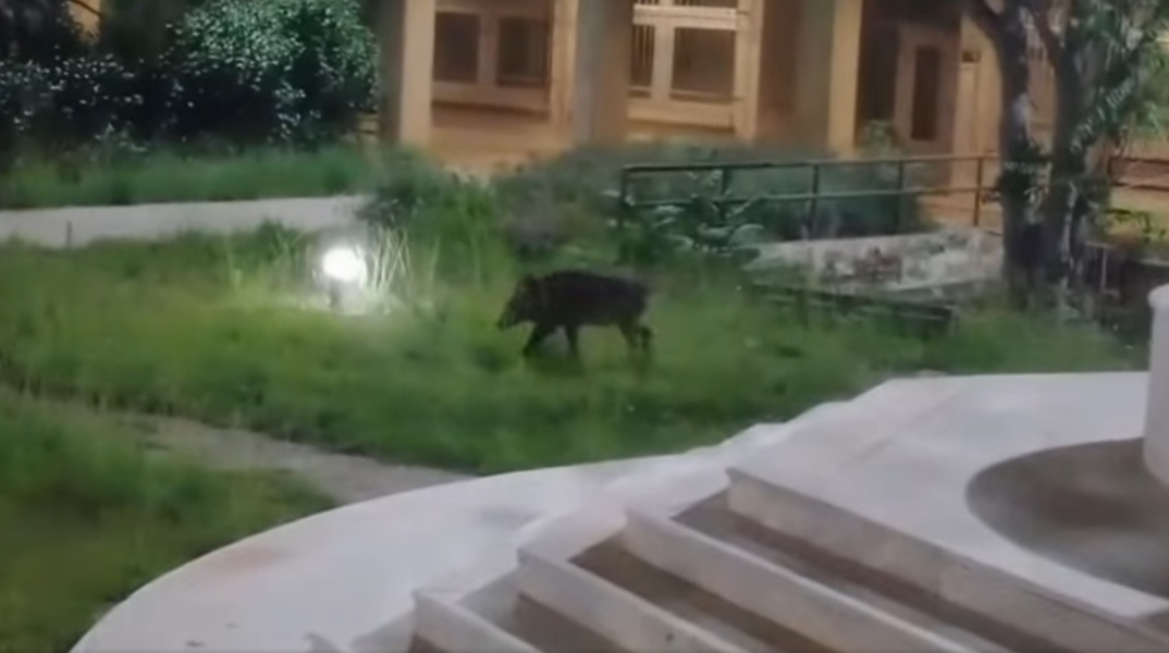 Αγριογούρουνα στην Πανεπιστημιούπολη Πατρών - Το Δασαρχείο στέλνει κυνηγούς
